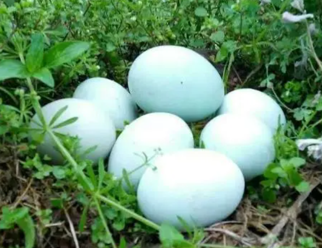 散养鸡，绿壳鸡蛋，生态产品放心选购