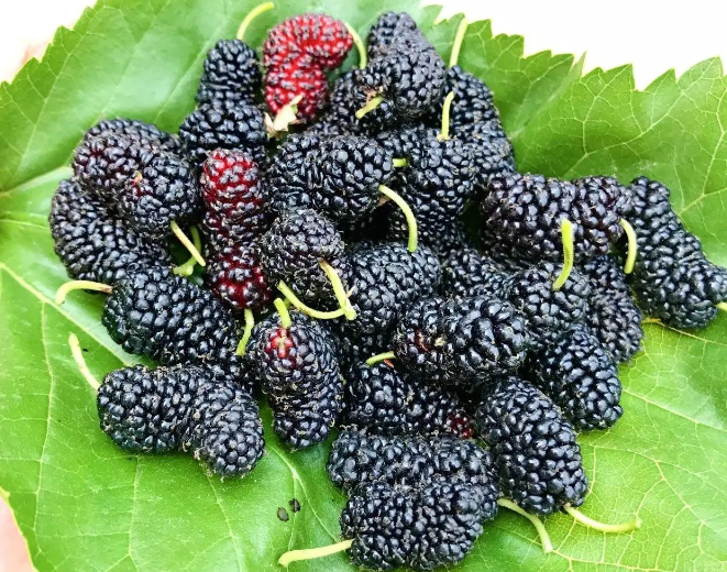 桑葚水果，新鲜水果，水果干，零售批发。5斤装