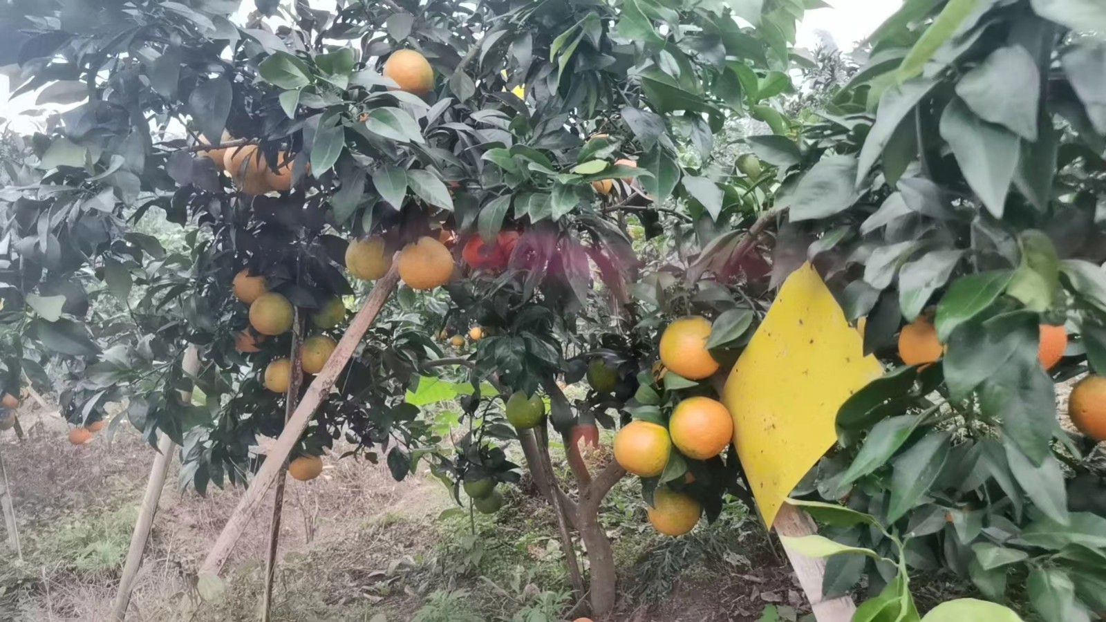 公司大量出售爱媛耙耙柑等水果。